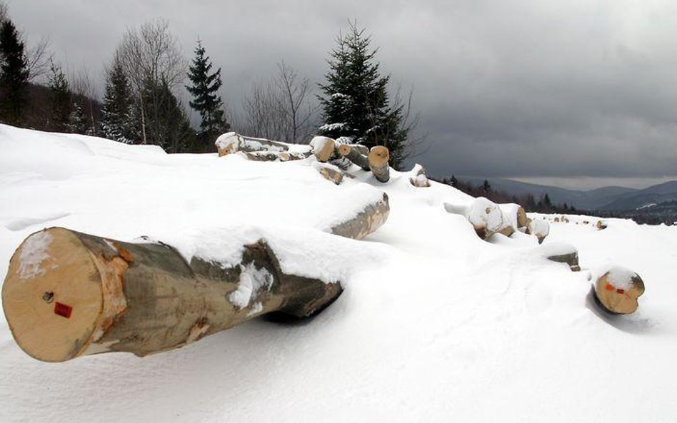 Metr sześcienny jednego z najbardziej popularnych gatunków drewna na Podkarpaciu kosztuje 132 zł