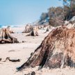 Fragmenty pni drzew sprzed 3 tys. lat – odkryte na plaży po sztormie, Słowiński Park Narodowy