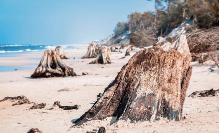 Fragmenty pni drzew sprzed 3 tys. lat – odkryte na plaży po sztormie, Słowiński Park Narodowy