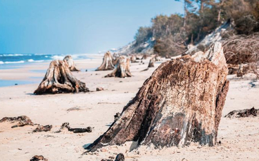 Fragmenty pni drzew sprzed 3 tys. lat – odkryte na plaży po sztormie, Słowiński Park Narodowy