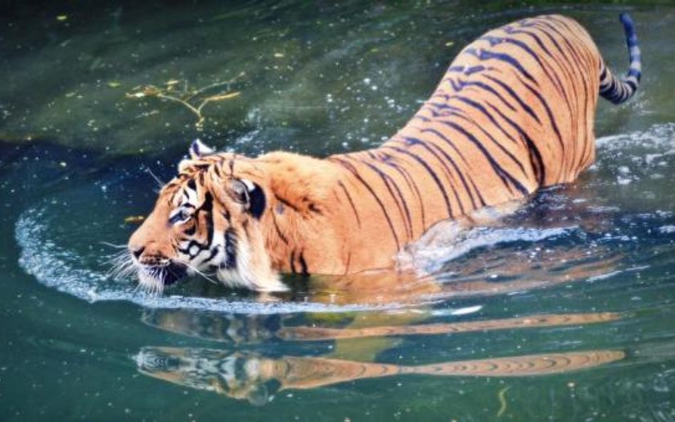 Tygrysy bawią się na plaży w Dubaju
