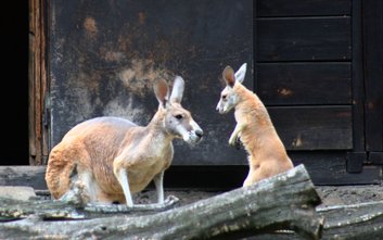 Maleństwo o nieustalonej jeszcze płci coraz odważniej opuszcza maminą torbę