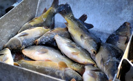 Karpie wymagają humanitarnego traktowania uwzględniającego ich potrzeby - wyrok Sądu Najwyższego