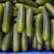 Polskie ogórki bez E.coli
