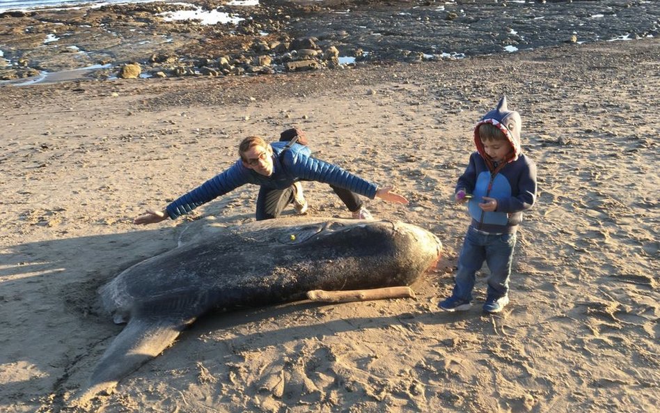 Gigantyczna ryba na plaży w Kalifornii. „Niemal spadłam z krzesła”