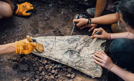 Sięgające 80 centymetrów kompletne czaszki mastodonzaurów, ogromnych stworów przypominających gigant