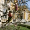 Magnolie w Wilanowie