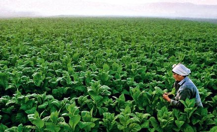 Tytoń pomoże zniszczyć raka