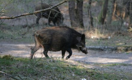 Nawet 650 zł za odstrzeloną samicę dzika