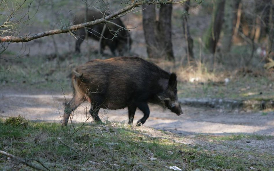 Nawet 650 zł za odstrzeloną samicę dzika