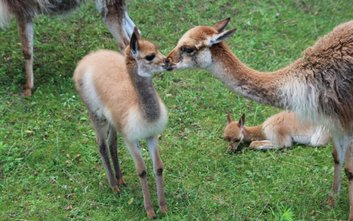 14 tys. warszawiaków zadecydowało o wyborze imienia dla małej wikunii z warszawskiego ZOO