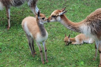 14 tys. warszawiaków zadecydowało o wyborze imienia dla małej wikunii z warszawskiego ZOO