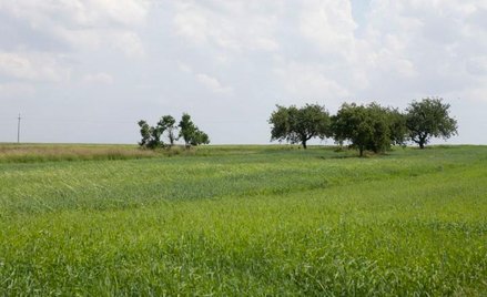 Zmalała liczba umów sprzedaży ziemi rolnej trafiających do ANR