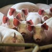 ASF atakuje polskie zagłębie wieprzowiny