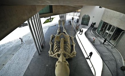 Szkielet Pinokia to „Kosmiczna katastrofa” – Gino De Dominicisa