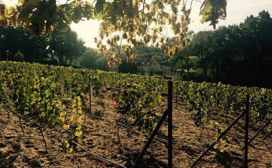 "Winnica Winnogóra"