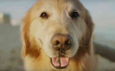 Właściciel podziękował za uratowanie psa wykupując reklamę za 6 mln dol.