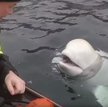 Szkolona białucha wybrała życie w Norwegii. I jest uprzejma