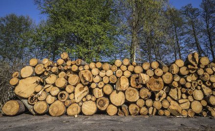 Doradca Dudy ds. środowiska: W programie Trzaskowskiego jest niebezpieczna sprawa