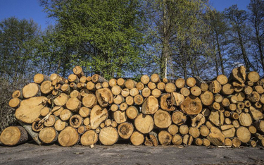 Legalizacja pozyskania drewna wymagała tytułu własności - wyrok