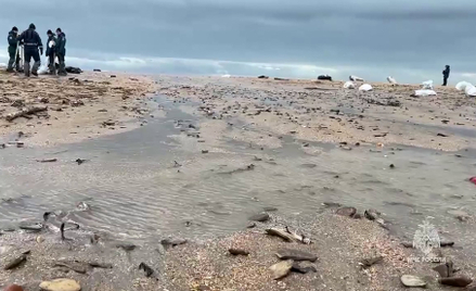 Zanieczyszczone mazutem plaże Krymu sprzątają głównie ochotnicy