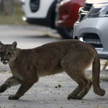 W stolicy Chile pojawiła się puma