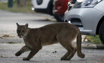 W stolicy Chile pojawiła się puma