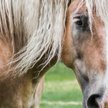 Sąd: konie nie pogalopują na działkę lekarki