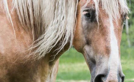 Sąd: konie nie pogalopują na działkę lekarki