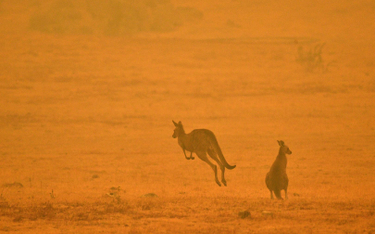 Kangury mogą nauczyć się komunikować z ludźmi
