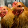 Kury, które oszukały groźnego wirusa