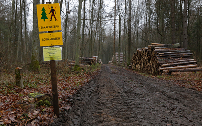 Polski rząd przegrywa w TSUE z Komisją Europejską ws. lasów