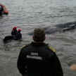 Kaszalot wyrzucony na plażę. W żołądku 29 kilo odpadów