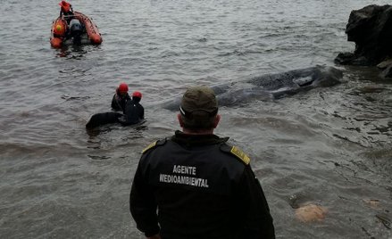 Kaszalot wyrzucony na plażę. W żołądku 29 kilo odpadów
