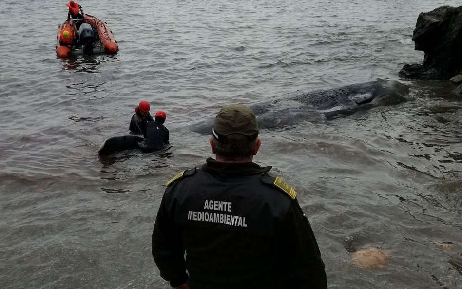 Kaszalot wyrzucony na plażę. W żołądku 29 kilo odpadów