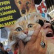 Turcy w obronie praw zwierząt