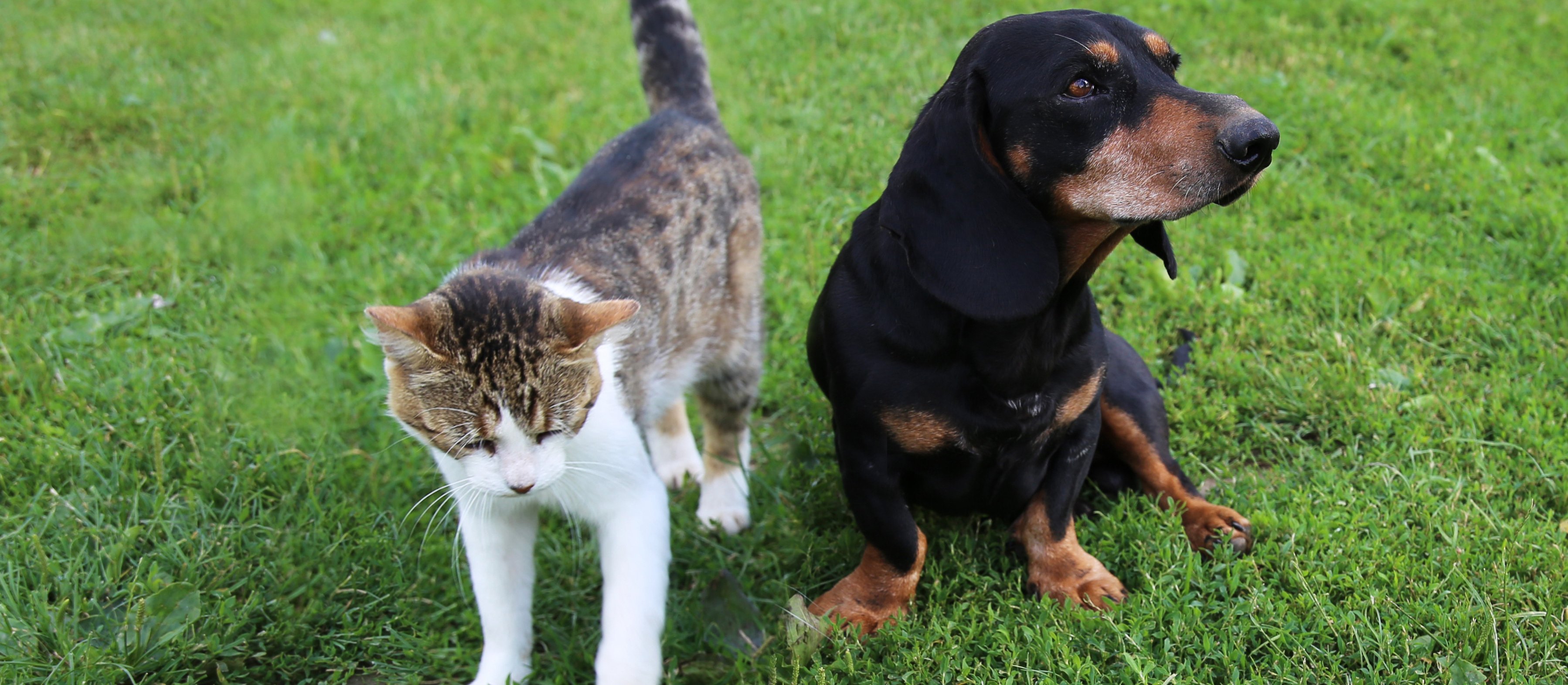 Dog food and cat litter in company expenses? It is possible