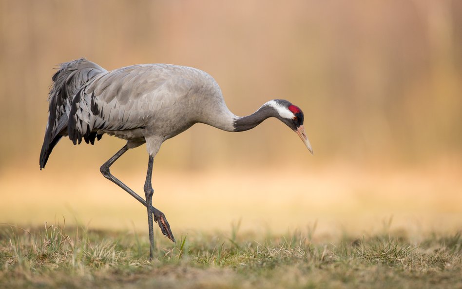 Na Pradze-Południe bezpiecznie odłowiono wyczerpanego żurawia (zdj. ilustracyjne)