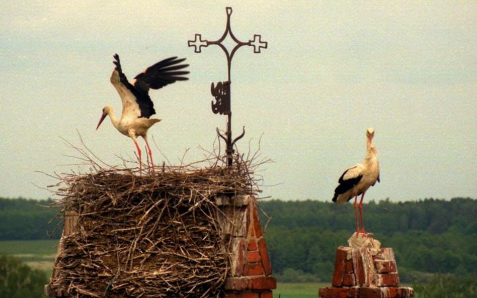 Bociany szczególnie upodobały sobie dach kościoła w Lwowcu