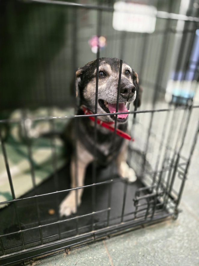 Po zakończeniu okresu kwarantanny i niezbędnych badań, psy będą gotowe do zamieszkania w domach stał