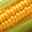 Na obowiązkom dodawaniu bioetanolu do paliwa na Ukrainie skorzystają agroholdingi