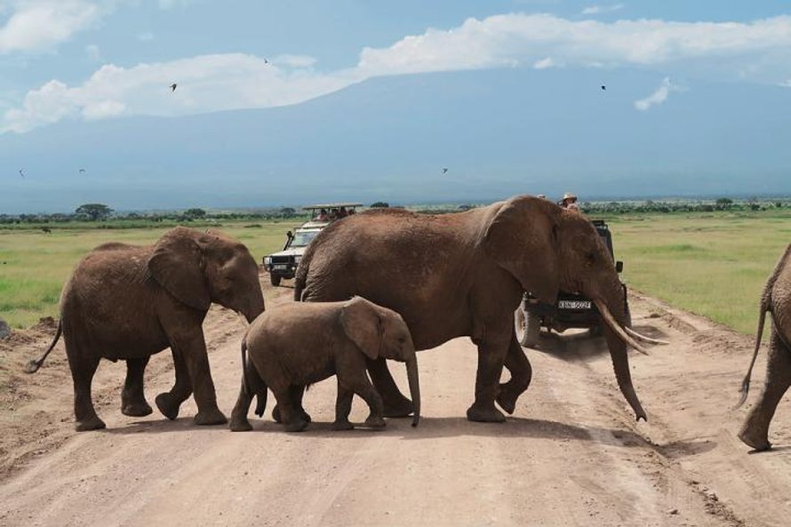Największym magnesem przyciągającym turystów są parki narodowe, w których można spotkać liczne zwier