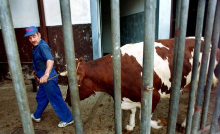Od początku 2013 r. sprawy uboju zwierząt ma regulować unijne rozporządzenie