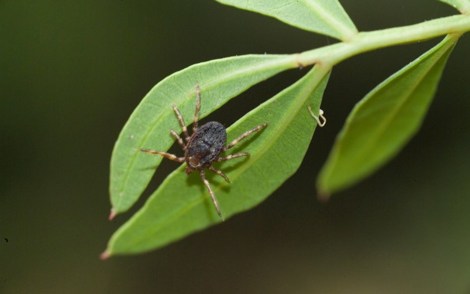 Hyalomma marginatum