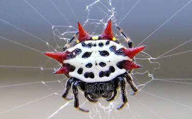 Naukowcy twierdzą, że ten pająk nie powinien istnieć