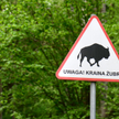 Leśnicy nie odpuszczają Puszczy Białowieskiej. Chcą wycinać stuletnie drzewa