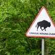 Kolejna kompromitacja Lasów Państwowych. Zwiną asfalt w Puszczy Białowieskiej?
