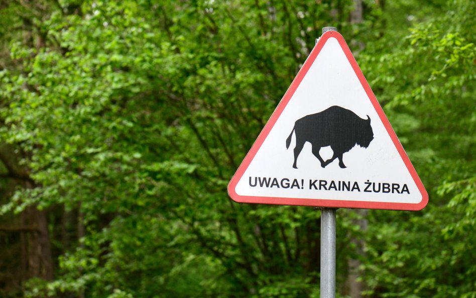 Kolejna kompromitacja Lasów Państwowych. Zwiną asfalt w Puszczy Białowieskiej?