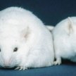 Na tych myszach naukowcy testowali dzialanie leptyny, białka odpowiadającego za metabolizm