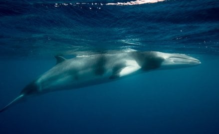 Zmniejszający się zasięg lodu morskiego u wschodnich wybrzeży Grenlandii sprawił, że wieloryby zaczę